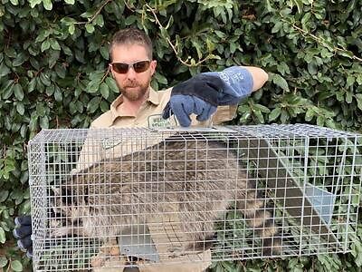 Greenville pest control